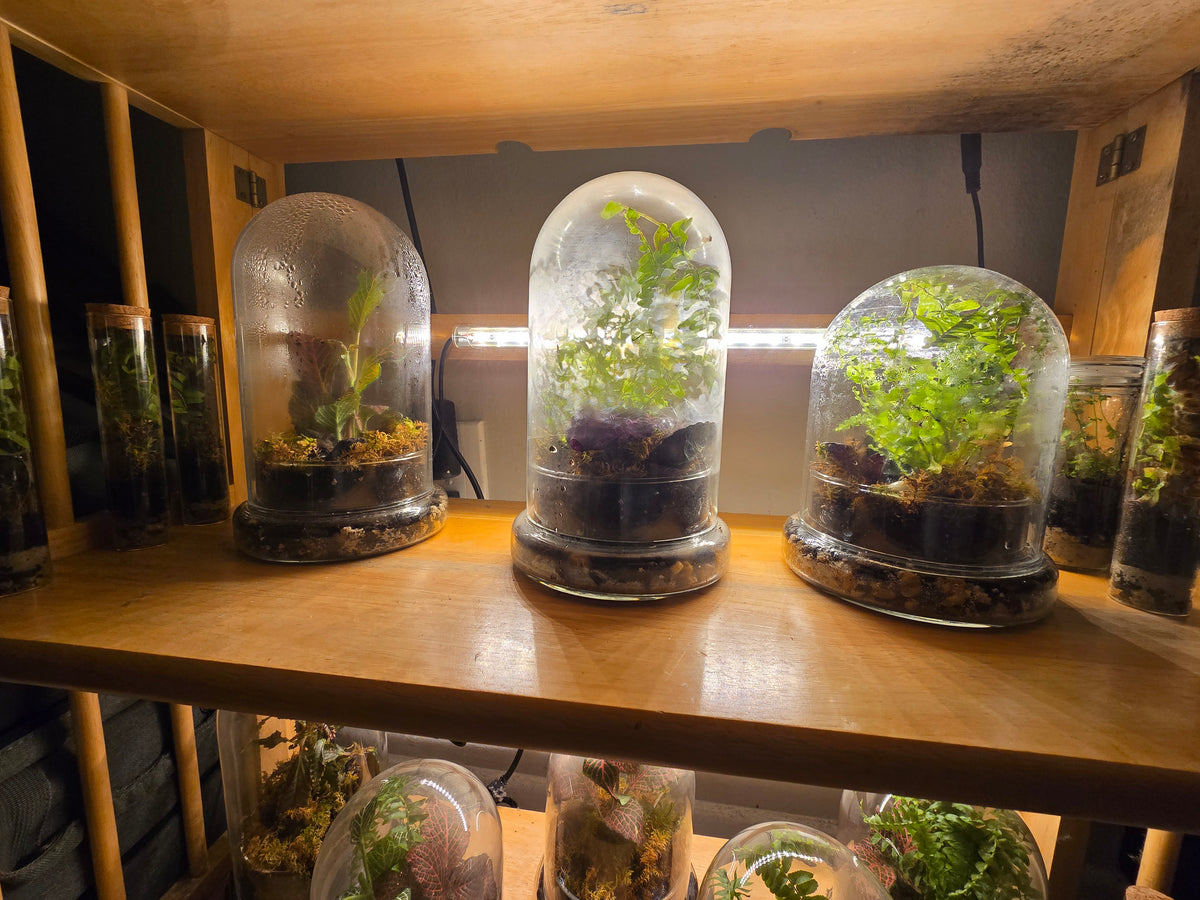 Crystal Garden – Terrarium & Botanical Art
