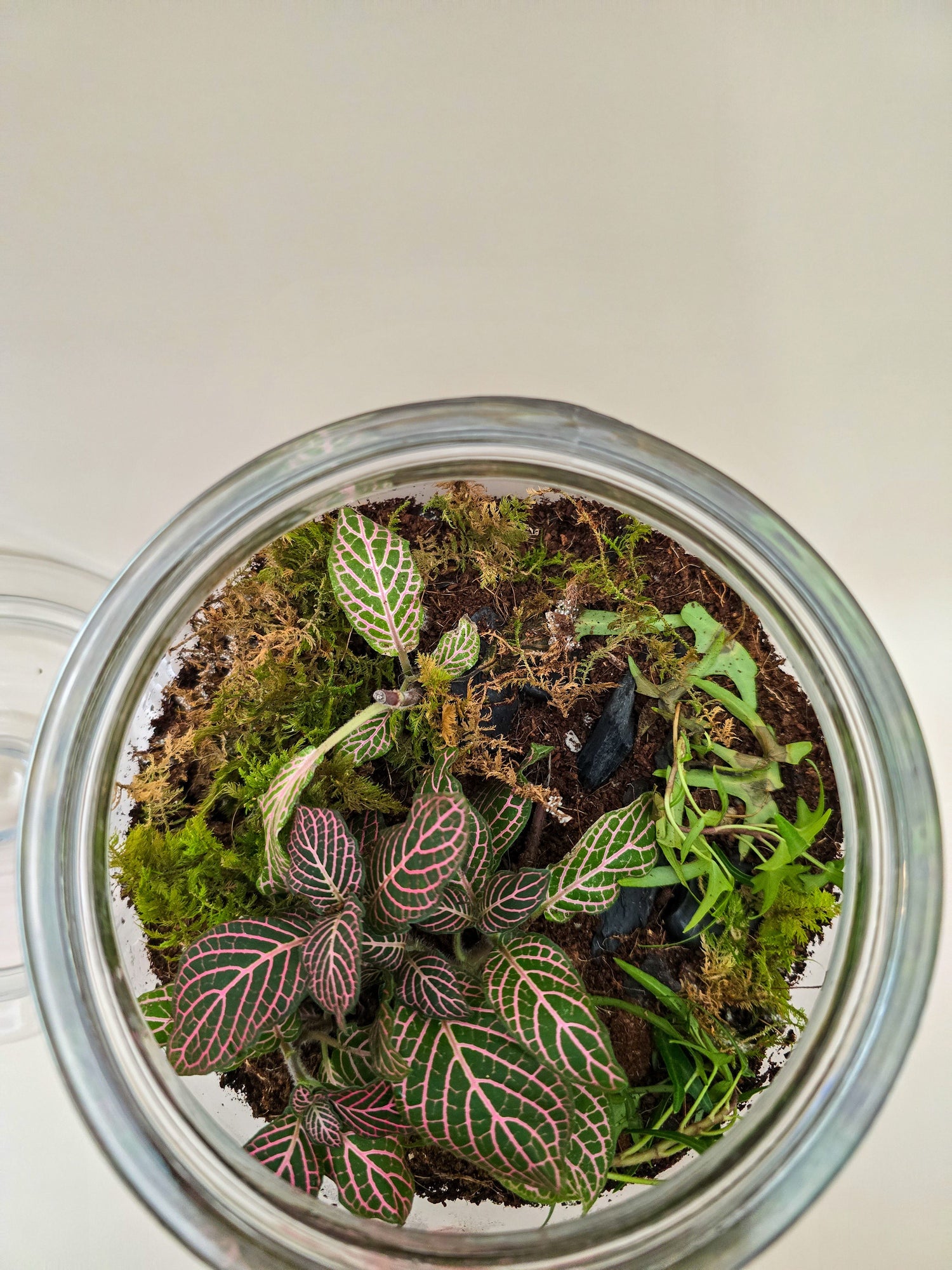 TERRARIUM